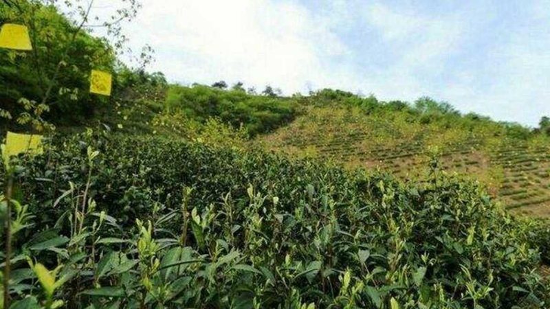 极莲生态农业（深圳）有限公司